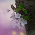 Cherry blossoms : 0030