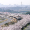 Cherry blossoms : 0031