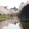 Cherry blossoms : 0032
