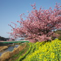 Cherry blossoms : 0033