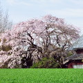 Cherry blossoms : 0034