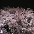 Cherry blossoms : 0035