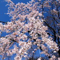 Cherry blossoms : 0036