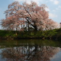 Cherry blossoms : 0037