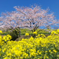 Cherry blossoms : 0038