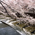 Cherry blossoms : 0039
