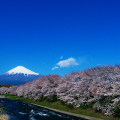 Cherry blossoms : 0040