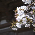 Cherry blossoms : 0041