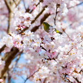 Cherry blossoms : 0042