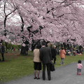 Cherry blossoms : 0043