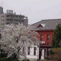 Cherry blossoms : 0044
