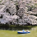 Cherry blossoms : 0045
