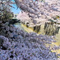 Cherry blossoms : 0046