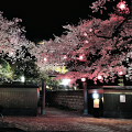 Cherry blossoms : 0048