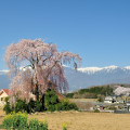 Cherry blossoms : 0049