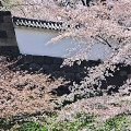 Cherry blossoms : 0051
