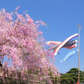Cherry blossoms : 0053