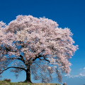 Cherry blossoms : 0054