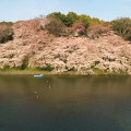Cherry blossoms : 0055