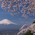 Cherry blossoms : 0056