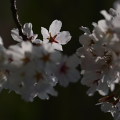 Cherry blossoms : 0059