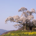 Cherry blossoms : 0060
