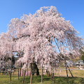 Cherry blossoms : 0061