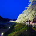 Cherry blossoms : 0062