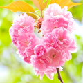 Cherry blossoms : 0066