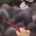 Cherry blossoms : 0067