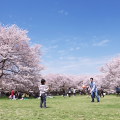 Cherry blossoms : 0069