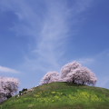 Cherry blossoms : 0070