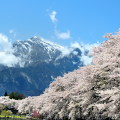 Cherry blossoms : 0073