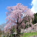 Cherry blossoms : 0074