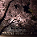 Cherry blossoms : 0075