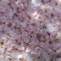 Cherry blossoms : 0076
