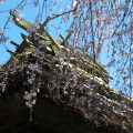 Cherry blossoms : 0078