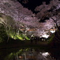 Cherry blossoms : 0079