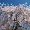Cherry blossoms : 0080
