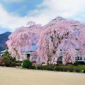 Cherry blossoms : 0081
