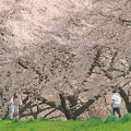 Cherry blossoms : 0082