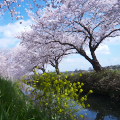 Cherry blossoms : 0083