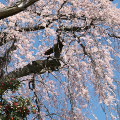 Cherry blossoms : 0087