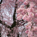 Cherry blossoms : 0088