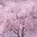 Cherry blossoms : 0089