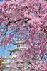白鷺城 枝垂れ桜