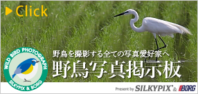 SILKYPIX&BORG特設サイト「野鳥掲示板」