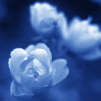 ダブルトーン風「日本の伝統色」 藍色(あいいろ)