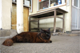 撮影写真その3：那珂湊の猫駅長「おさむ」