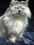 photo_036